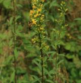 zlatobýl obecný <i>(Solidago virgaurea)</i> / Habitus