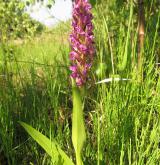 prstnatec pleťový <i>(Dactylorhiza incarnata)</i> / Květ/Květenství
