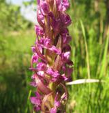 prstnatec pleťový <i>(Dactylorhiza incarnata)</i> / Květ/Květenství