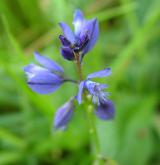 vítod obecný <i>(Polygala vulgaris)</i> / Květ/Květenství