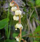 hruštička menší <i>(Pyrola minor)</i> / Květ/Květenství