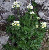 sasanka narcisokvětá <i>(Anemone narcissiflora)</i>