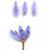 ladoňka karpatská  <i>(Scilla kladnii)</i> / Květ/Květenství