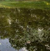 Vegetace převážně ponořených vodních rostlin zakořeněných ve dně <i>(Potamion)</i> / Porost