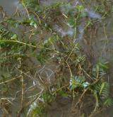 Vegetace převážně ponořených vodních rostlin zakořeněných ve dně <i>(Potamion)</i> / Detail porostu