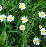 sedmikráska obecná <i>(Bellis perennis)</i> / Habitus
