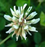 jetel plazivý <i>(Trifolium repens)</i> / Květ/Květenství
