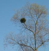 jmelí bílé <i>(Viscum album)</i> / Habitus