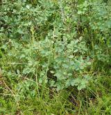 brusnice bahenní <i>(Vaccinium uliginosum)</i> / Habitus