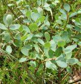 brusnice bahenní <i>(Vaccinium uliginosum)</i> / Habitus