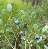 brusnice bahenní <i>(Vaccinium uliginosum)</i> / Habitus