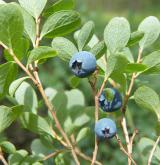 brusnice bahenní <i>(Vaccinium uliginosum)</i> / Plod