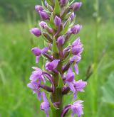 pětiprstka hustokvětá <i>(Gymnadenia densiflora)</i> / Květ/Květenství
