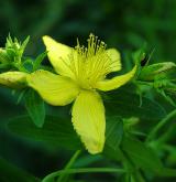 třezalka tečkovaná <i>(Hypericum perforatum)</i> / Květ/Květenství