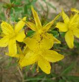 třezalka tečkovaná <i>(Hypericum perforatum)</i> / Květ/Květenství