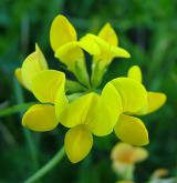 štírovník růžkatý <i>(Lotus corniculatus)</i> / Květ/Květenství