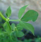 štírovník růžkatý <i>(Lotus corniculatus)</i> / List