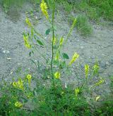 komonice lékařská <i>(Melilotus officinalis)</i> / Habitus