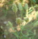 jitrocel písečný <i>(Plantago arenaria)</i> / Habitus