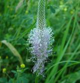 jitrocel prostřední <i>(Plantago media)</i> / Květ/Květenství