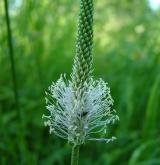 jitrocel prostřední <i>(Plantago media)</i> / Květ/Květenství