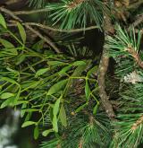 jmelí bílé <i>(Viscum album)</i> / Habitus