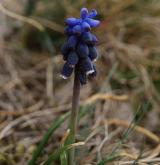 modřenec hroznatý <i>(Muscari neglectum)</i> / Květ/Květenství