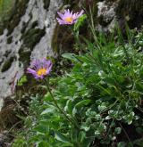 hvězdnice alpská <i>(Aster alpinus)</i> / Habitus