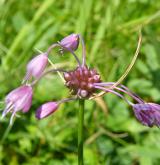 česnek kýlnatý <i>(Allium carinatum)</i> / Květ/Květenství