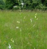 bělozářka větevnatá <i>(Anthericum ramosum)</i> / Habitus