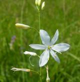 bělozářka větevnatá <i>(Anthericum ramosum)</i> / Květ/Květenství
