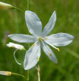 bělozářka větevnatá <i>(Anthericum ramosum)</i> / Květ/Květenství