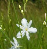 bělozářka větevnatá <i>(Anthericum ramosum)</i> / Květ/Květenství