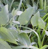 plamének přímý <i>(Clematis recta)</i> / List