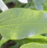 plamének přímý <i>(Clematis recta)</i> / List