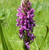 prstnatec pleťový <i>(Dactylorhiza incarnata)</i> / Květ/Květenství