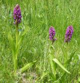 prstnatec pleťový <i>(Dactylorhiza incarnata)</i> / Habitus