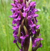 prstnatec pleťový <i>(Dactylorhiza incarnata)</i> / Květ/Květenství