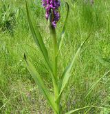 prstnatec pleťový <i>(Dactylorhiza incarnata)</i> / Habitus