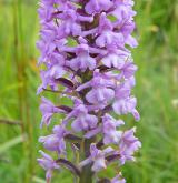 pětiprstka hustokvětá <i>(Gymnadenia densiflora)</i> / Květ/Květenství