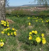 hlaváček jarní <i>(Adonis vernalis)</i> / Detail porostu