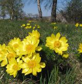 hlaváček jarní <i>(Adonis vernalis)</i> / Habitus