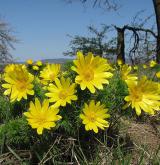 hlaváček jarní <i>(Adonis vernalis)</i> / Habitus