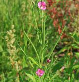 vrbovka chlupatá <i>(Epilobium hirsutum)</i> / Květ/Květenství