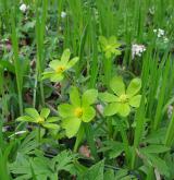 hvězdnatec zubatý <i>(Hacquetia epipactis)</i> / Habitus