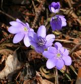 jaterník podléška <i>(Hepatica nobilis)</i> / Květ/Květenství