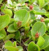 vrba bylinná <i>(Salix herbacea)</i> / Habitus