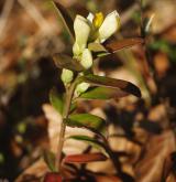  zimostrázek alpský <i>(Polygala chamaebuxus)</i> / Habitus