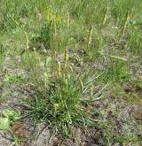 jitrocel přímořský <i>(Plantago maritima)</i> / Habitus