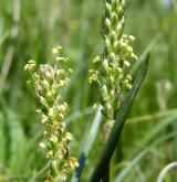 jitrocel přímořský <i>(Plantago maritima)</i> / Květ/Květenství